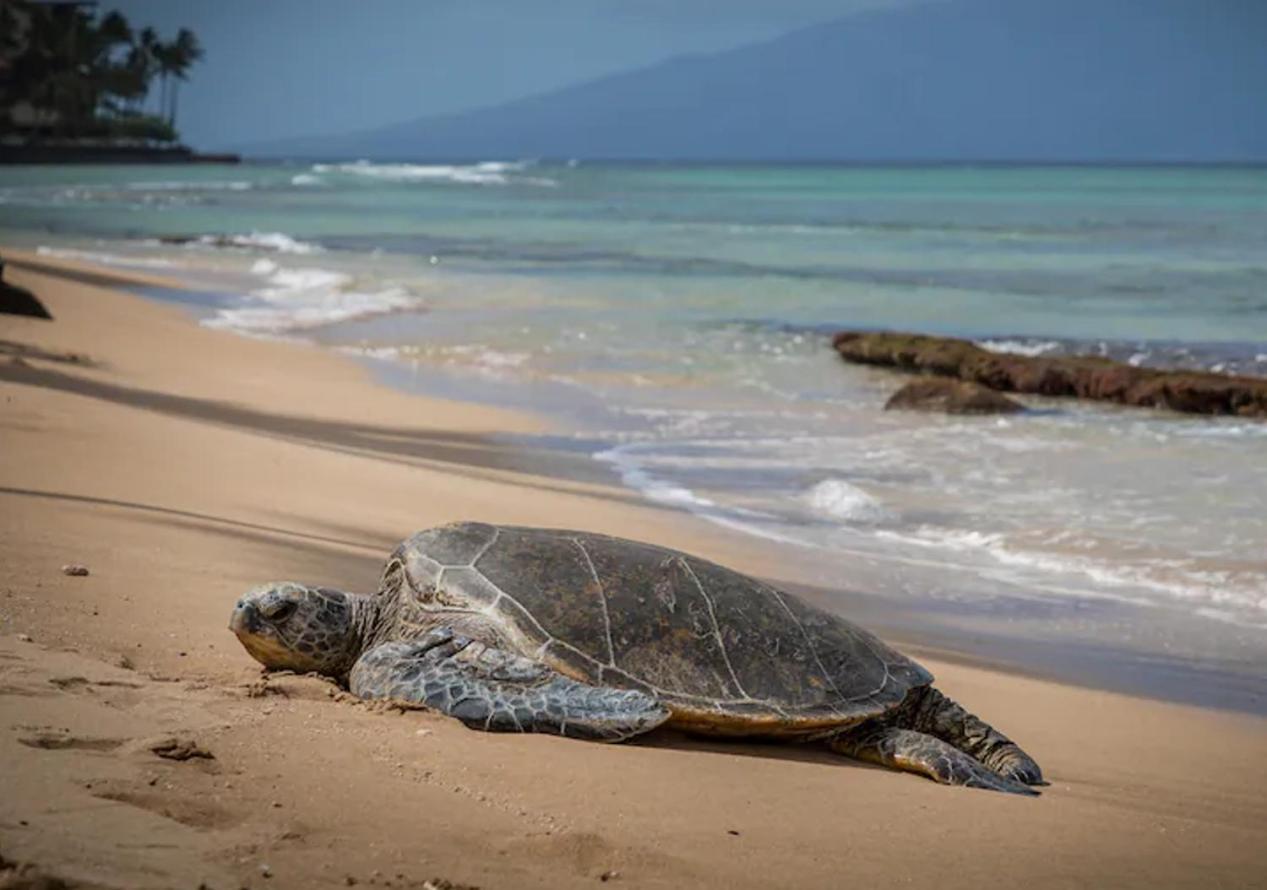 Central Kihei Gem! 3-Min Walk To The Beach & Shops Уэйлея Экстерьер фото